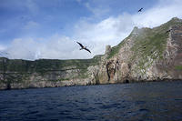 Frigate Birds at Wolf Island