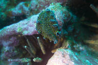 Galapagos Flatworm