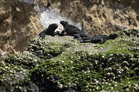 Marine iguanas