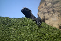 Iguana Portrait