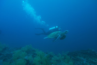 Swimming with a Turtle