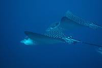 Spotted Eagle Rays