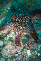 Cushion Sea Star