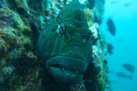 Close-up portrait