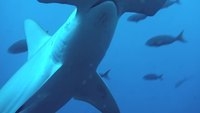 Video: Hammerheads