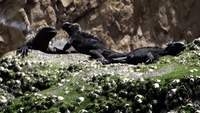 Video: Marine Iguanas