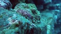 Video: Scorpionfish