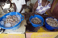 Prawns for sale