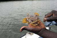 Frog fish