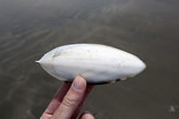 Cuttlefish bone