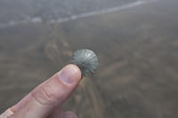 Baby sand dollar