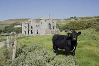 Cow at Clifden Castle