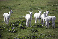 Baby llamas