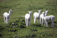 Baby llamas