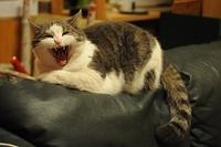 Venus yawning