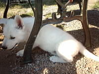 Visiting the kennel. This is mine.
6 weeks old, first one to get an ear up.