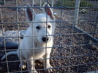 8 weeks, ready for the picking, ahead of the others again by one ear.