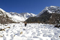 Attempting to cross icy boulders