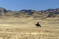 Horses in Kazakhstan