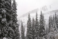 Trees around Big Almaty lake