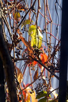 Grape vines outside our guest room in Bishkek