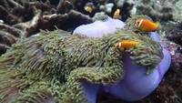 anemone and clownfish