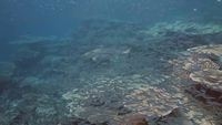 black tip reef shark