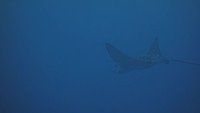 spotted eagle ray