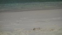 ghost crab