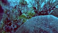 leaf fish