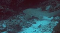 leopard shark