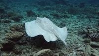 porcupine ray