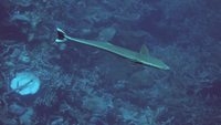 remora swimalong