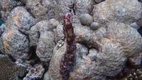 sea cucumber