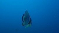 spadefish