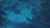 tuna