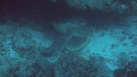 turtles