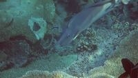 unicorn fish cleaning