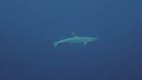 white tip reef shark