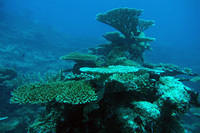 Album: Coral