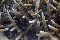 Coral close-up