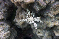Feather coral
