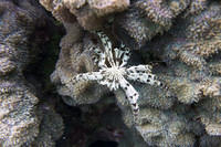 Feather coral