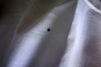 Bedbug!