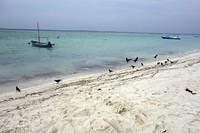 Crows in Hanimaadhoo