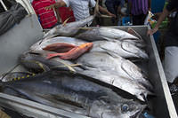 Album: Fish Market