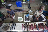 More fish