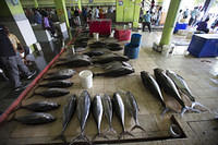 Tuna