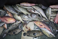 Reef fish