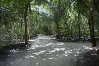 Island path with natural vegetation